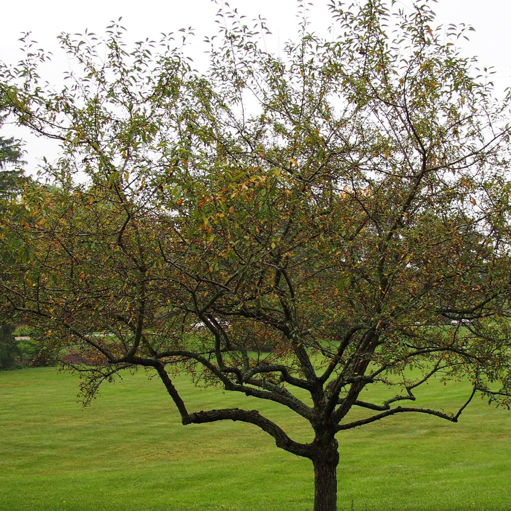 Pommier - Malus Sugar Tyme