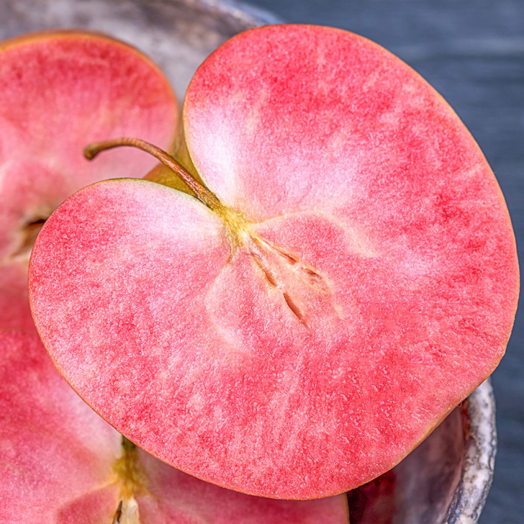 Apfelbaum Pekacervenca Bio - Malus domestica