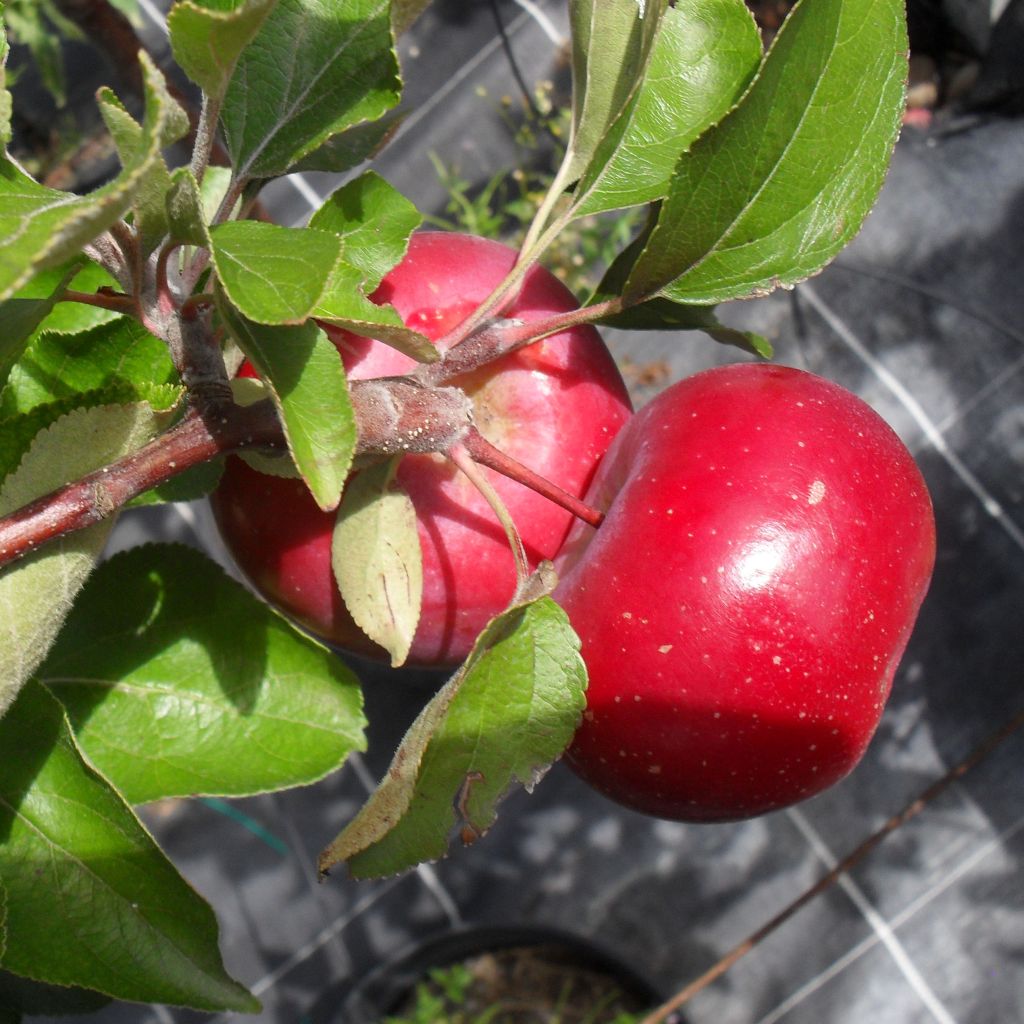 Apfelbaum Red Love - Malus domestica