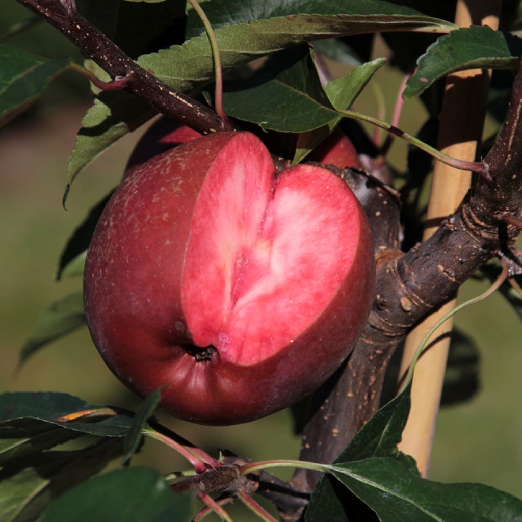 Apfelbaum Red Merylinn - Malus domestica