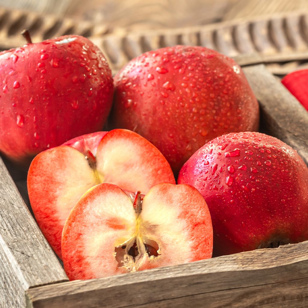 Apfelbaum Redford - Malus domestica