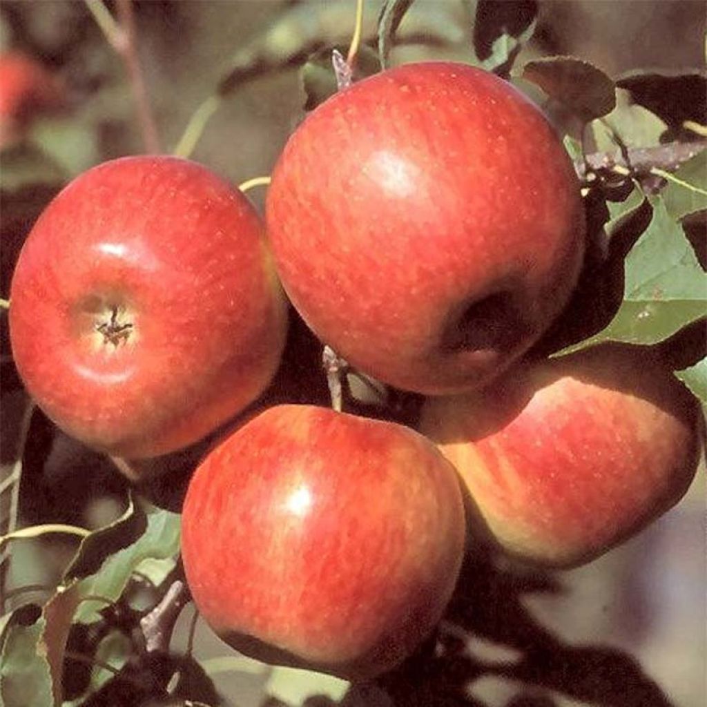 Goldparmäne Reine des Reinettes - Malus domestica