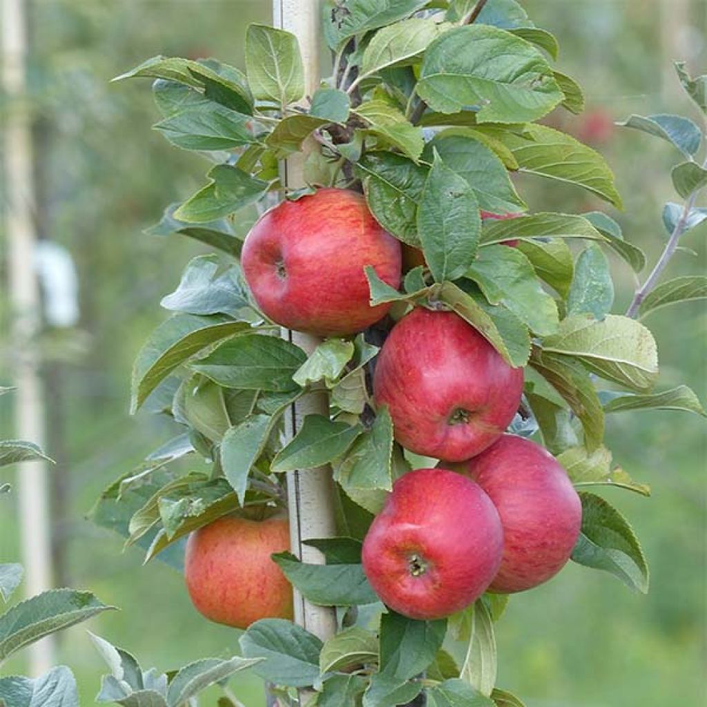 Goldparmäne Reine des Reinettes - Malus domestica