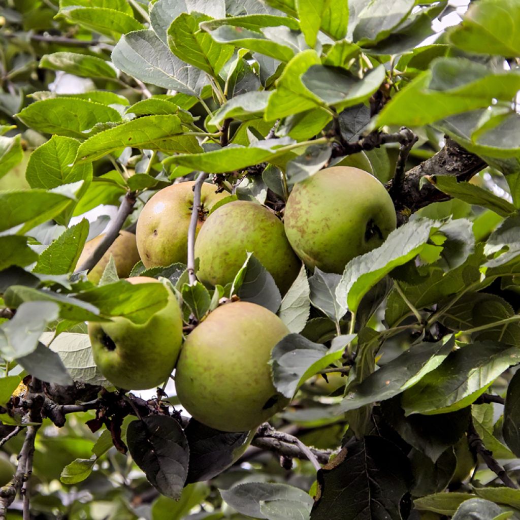 Apfelbaum Reinette Blanche de Chatellerault - Malus domestica