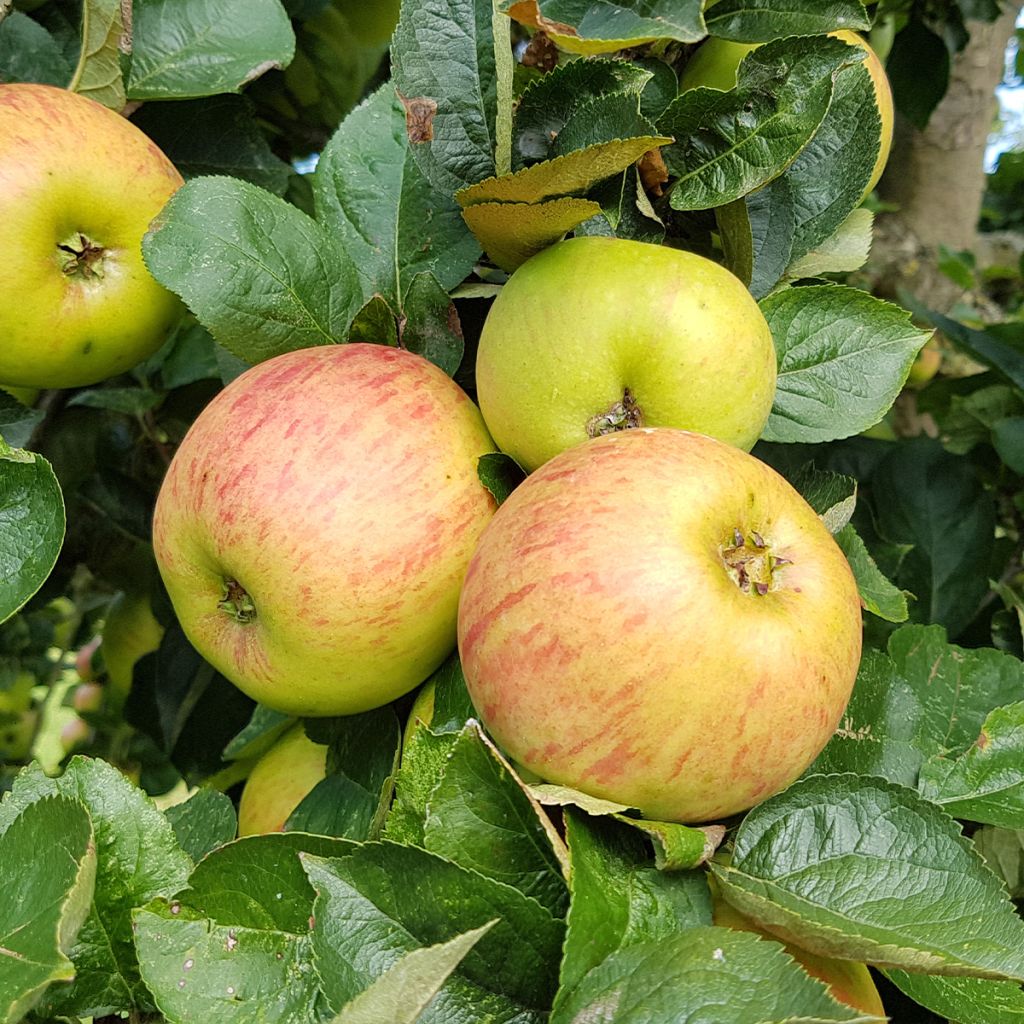 Apfelbaum Reinette De France - Malus domestica