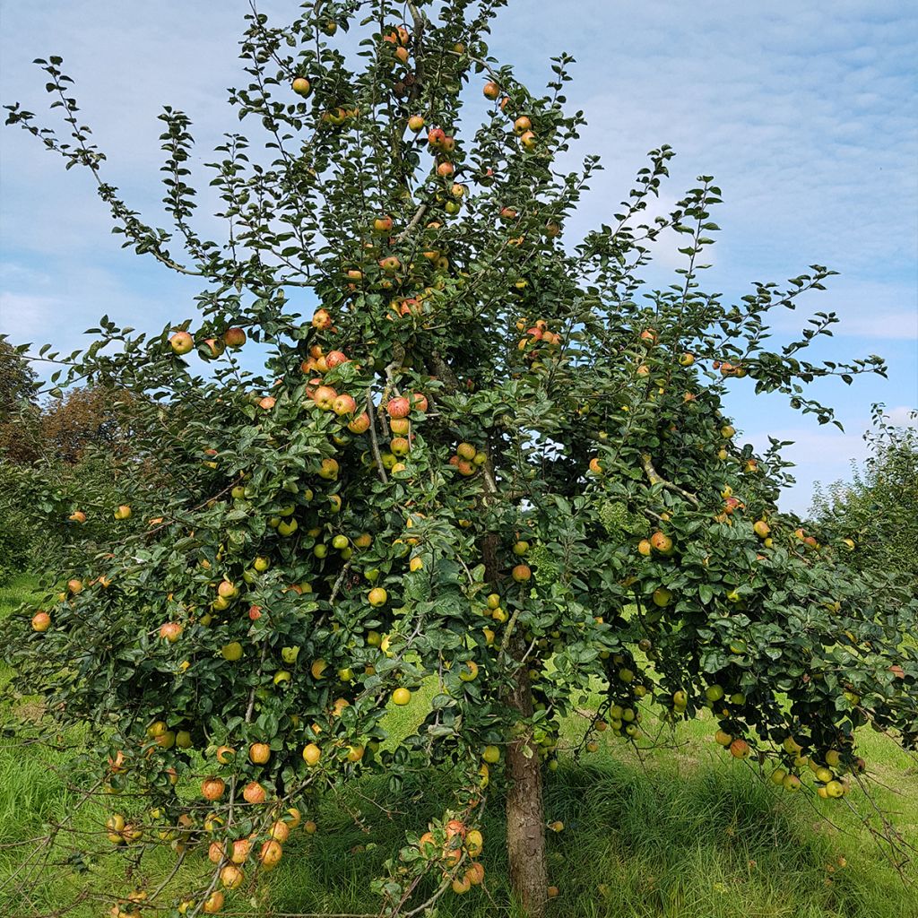 Pommier Reinette De France - Malus domestica Buisson en racines nues