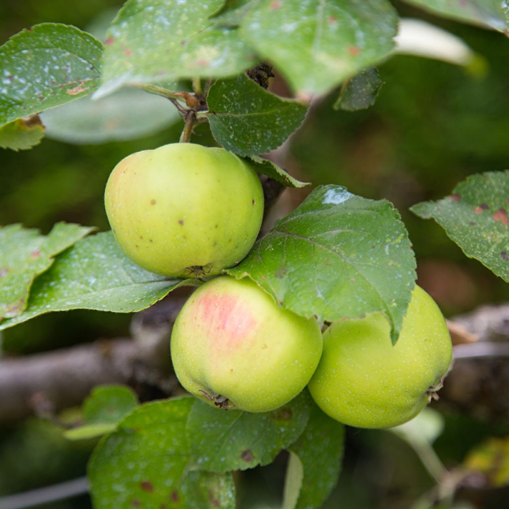 Apfelbaum Reinette d'Anjou Bio - Malus domestica