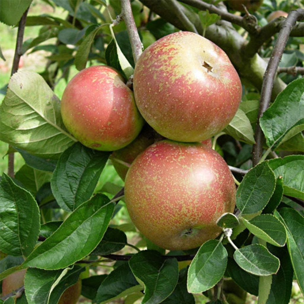 Apfelbaum Reinette d'Armorique - Malus domestica