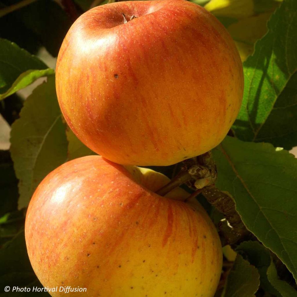 Apfelbaum Reinette de Caux - Malus domestica