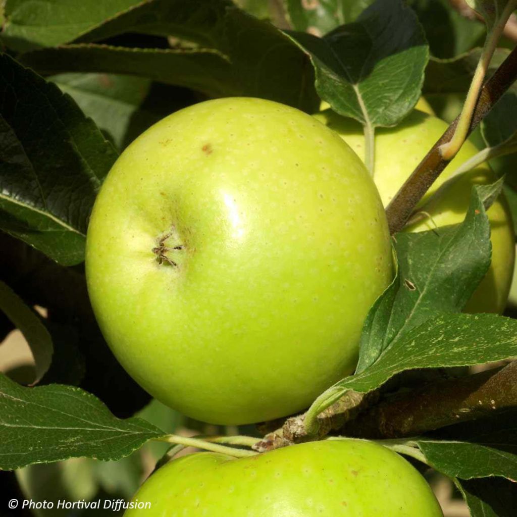 Apfelbaum Reinette du Mans - Malus domestica