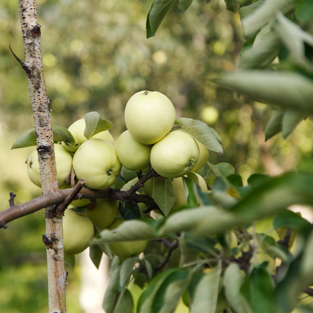 Weißer Klarapfel Transparente Blanche Bio - Malus domestica