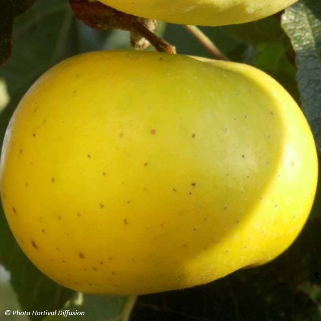 Pommier Transparente de Croncels