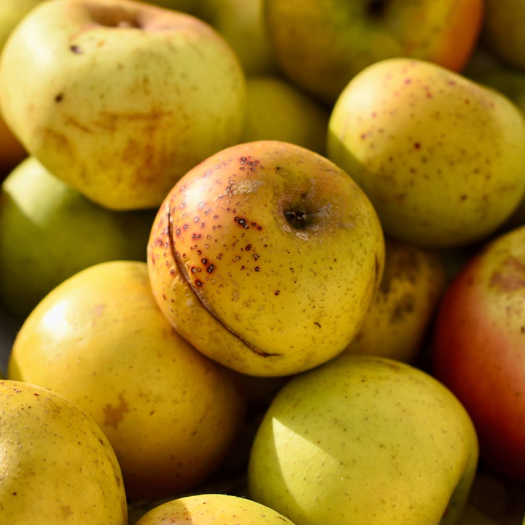 Apfelbaum Douce Coët Ligné - Malus domestica