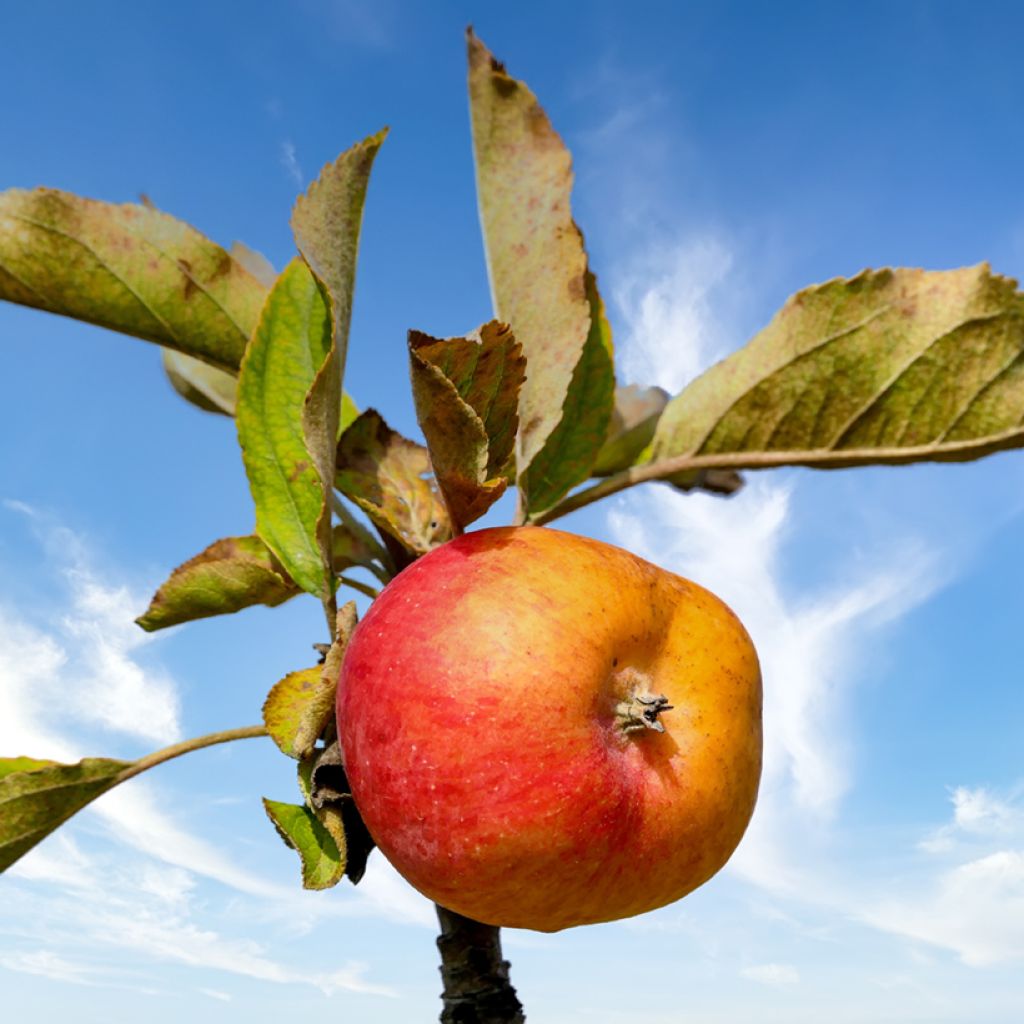 Apfelbaum Douce Moën - Malus domestica