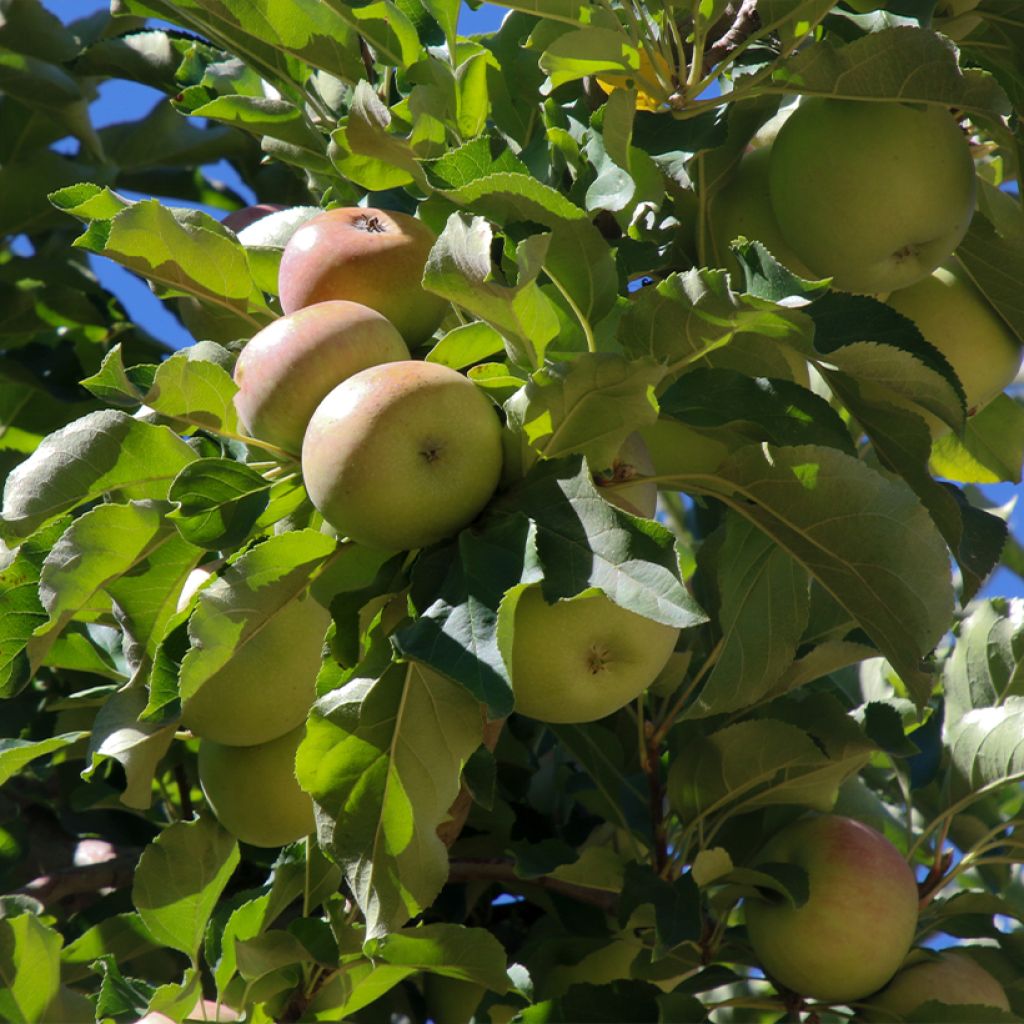 Apfelbaum Locard vert - Malus domestica