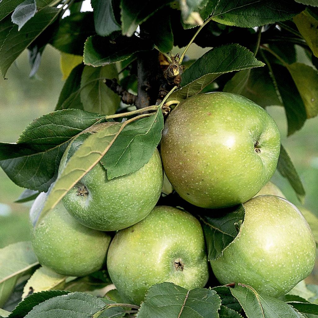 Säulenapfel Amboise Delcogra - Malus domestica