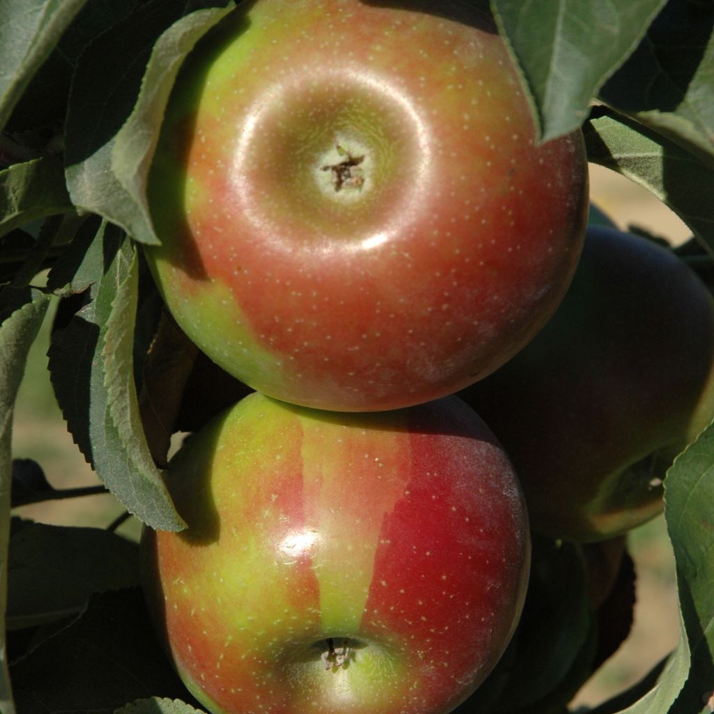 Säulenapfel Ballerina Valse - Malus domestica