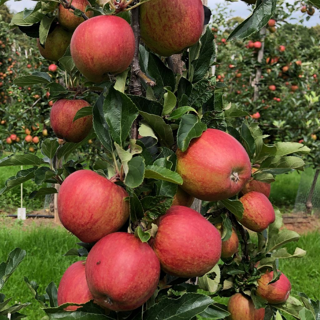 Pommier colonnaire Courson delfloden - Malus domestica en motte prêt à planter