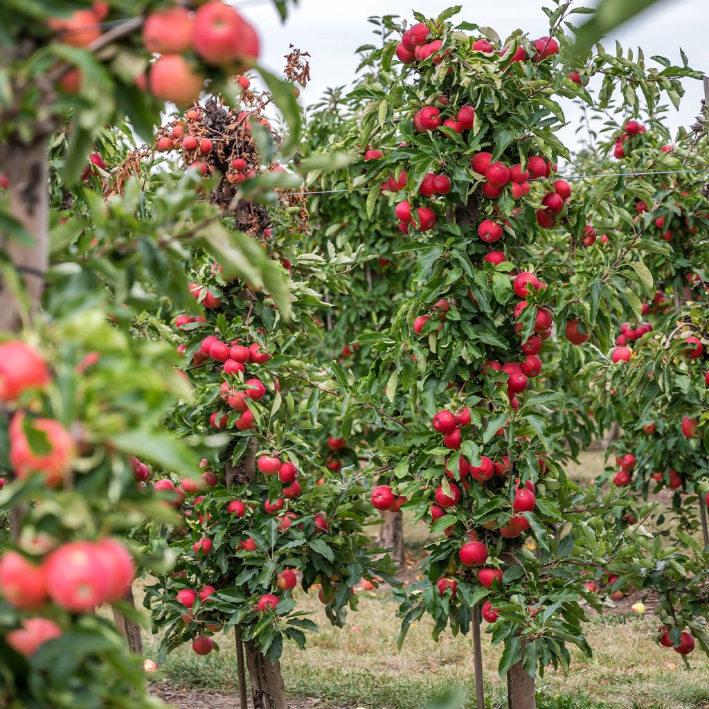 Säulenapfel Vaux Le Vicomte delcosu - Malus domestica