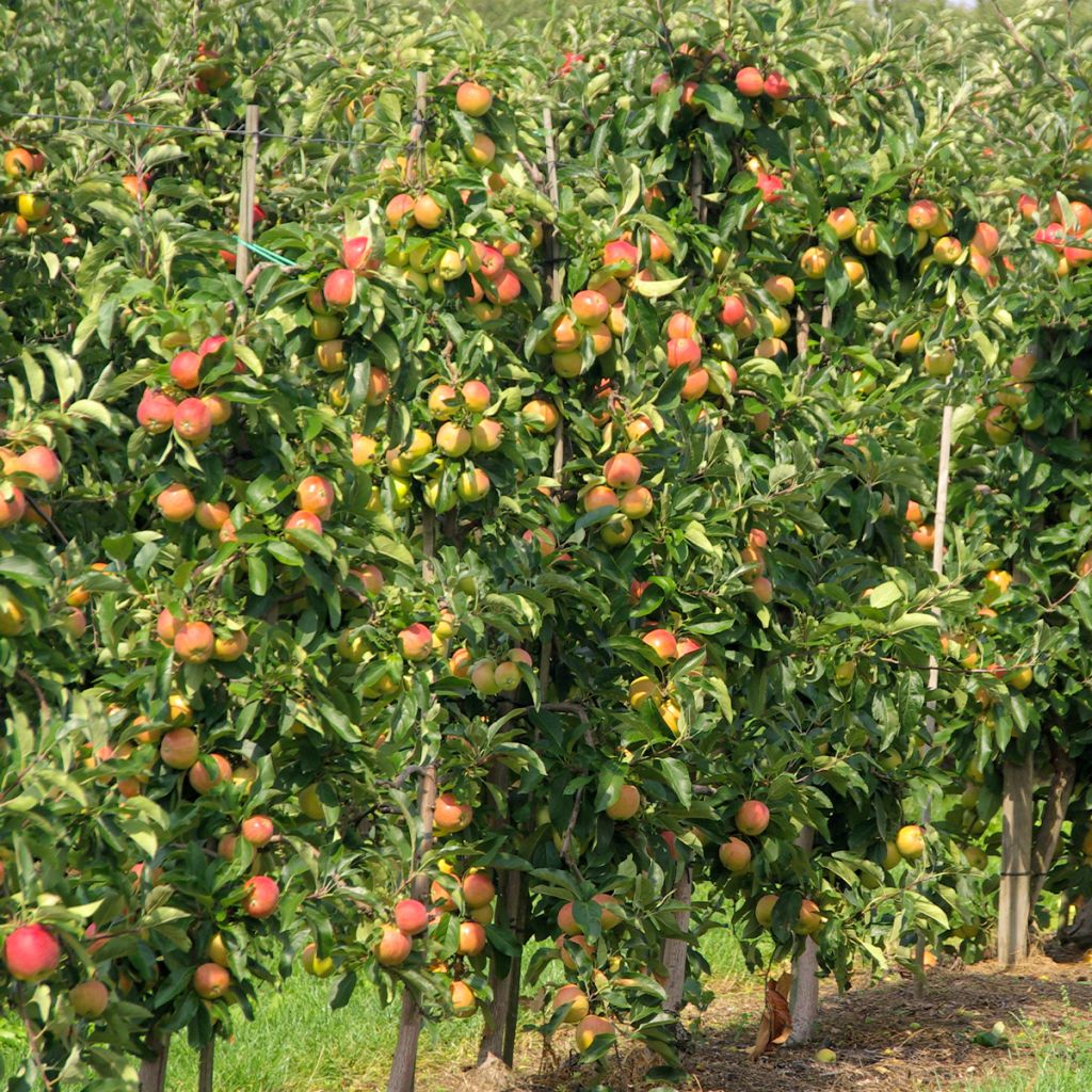 Säulenapfel Versailles - Malus domestica