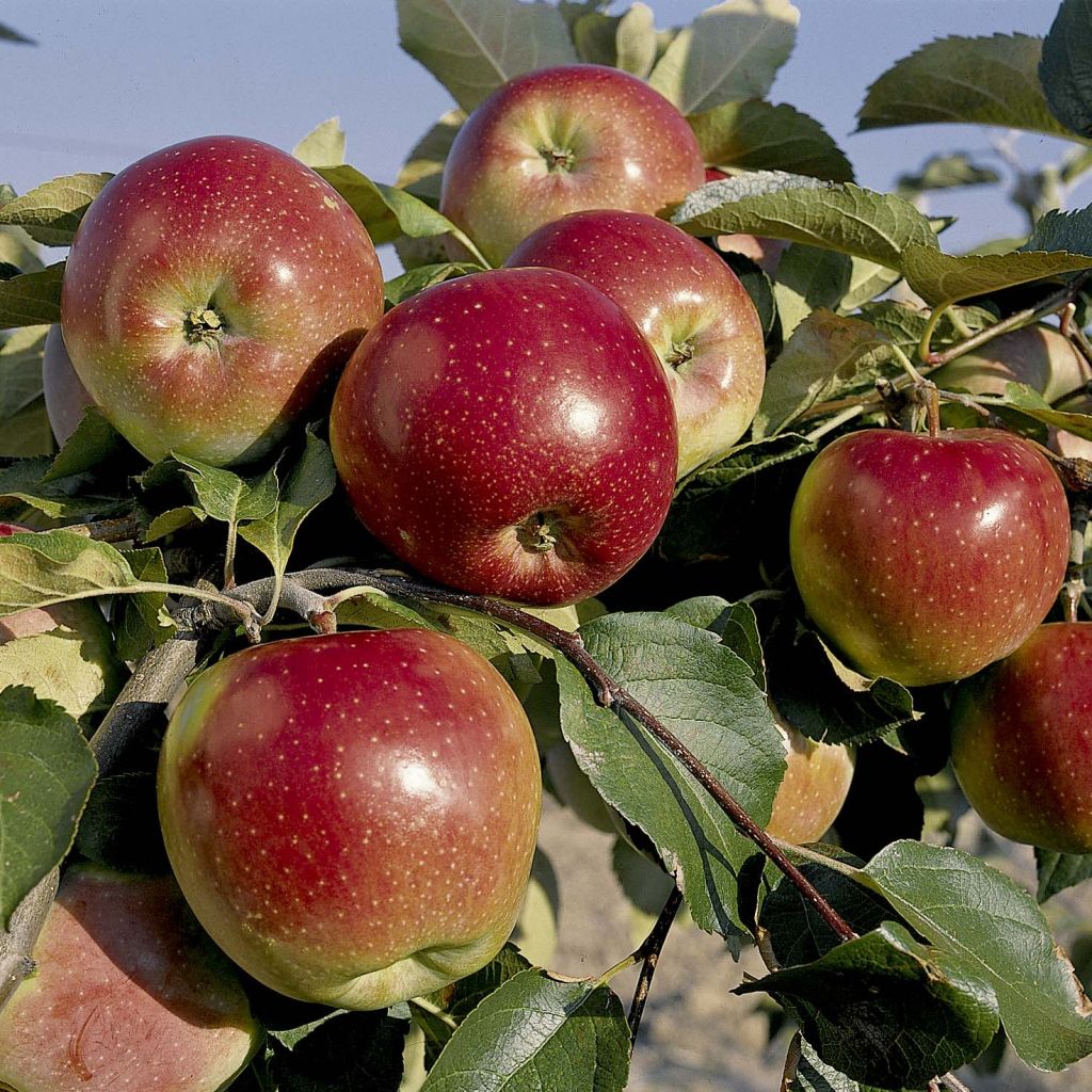 Säulenapfel Villandry Delcoti - Malus domestica