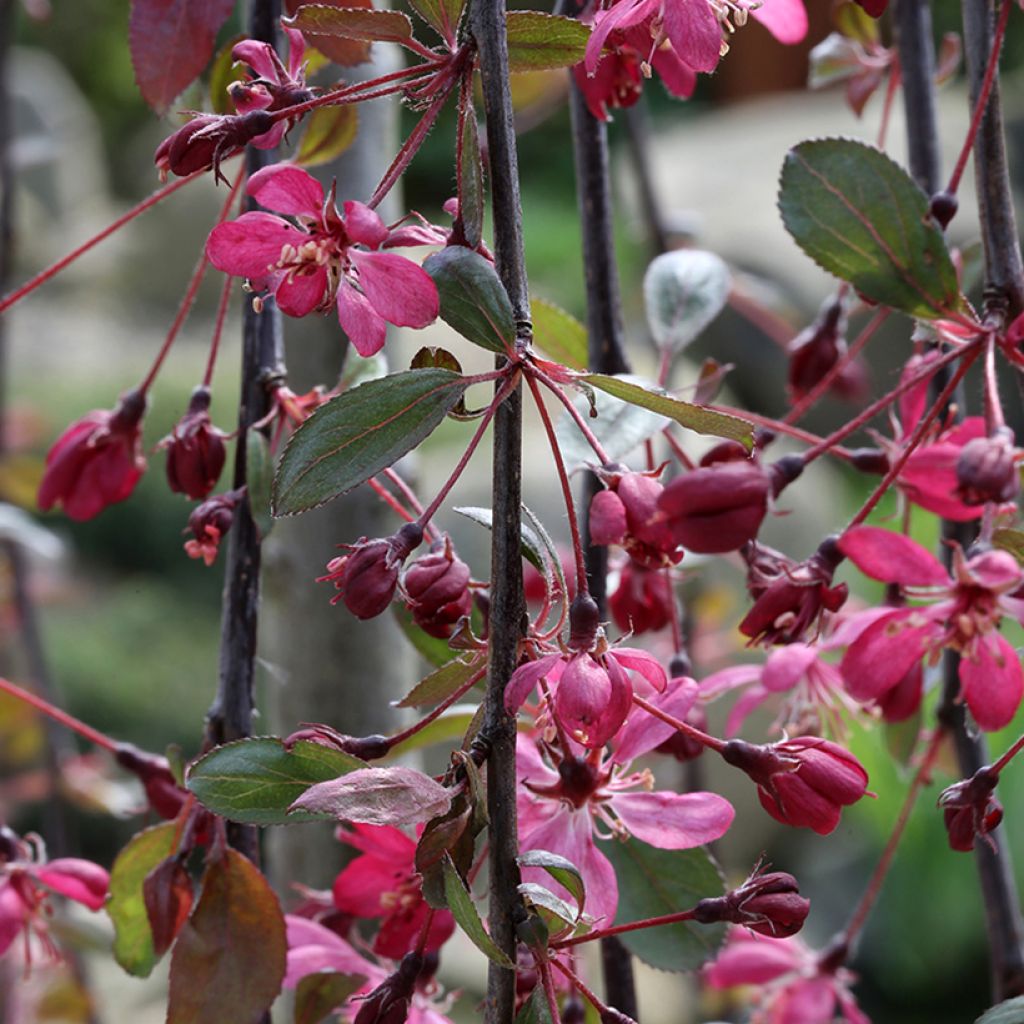 Zierapfel Royal Beauty - Malus