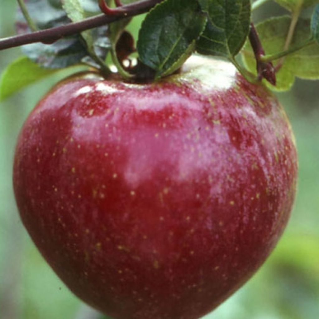 Apfelbaum Royal Gala - Malus domestica