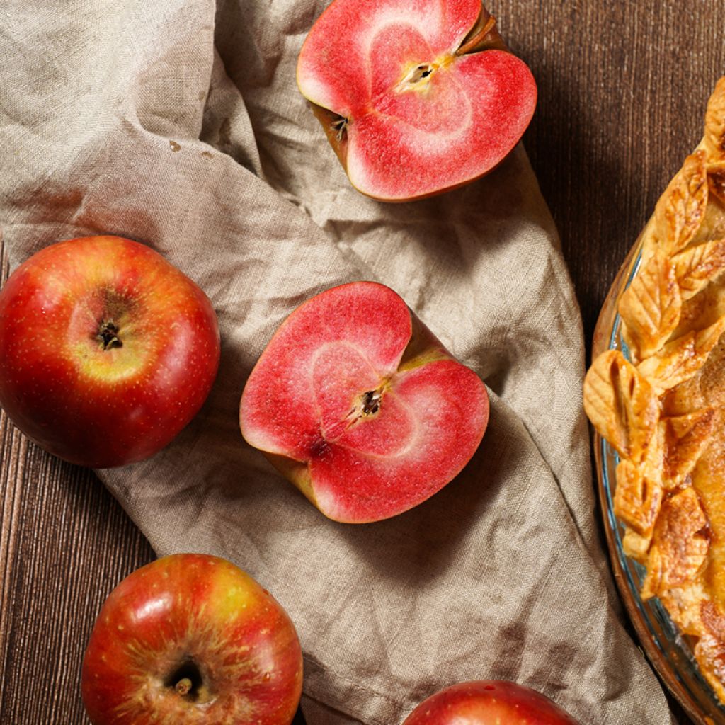 Apfelbaum Grenadine - Malus domestica