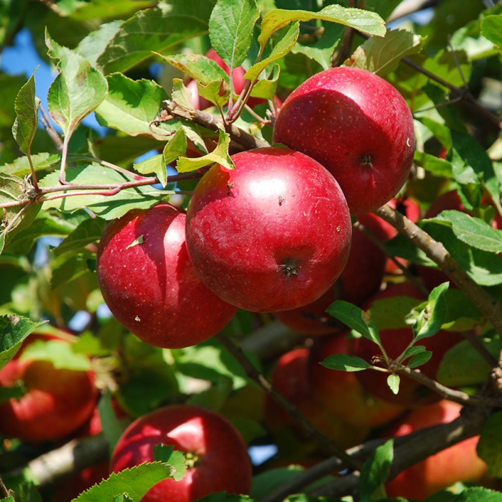 Zwergapfelbaum Fruit Me Apple Me Red Gala - Malus domestica