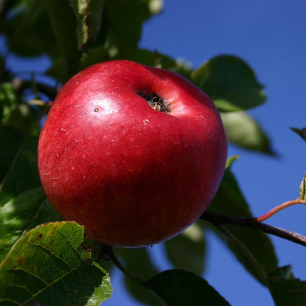 Apfelbaum Red Dwarf - Malus domestica