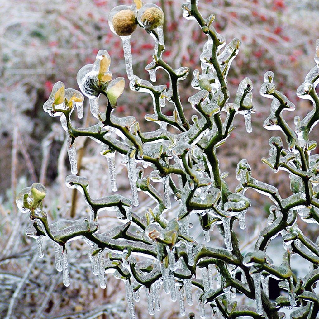 Dreiblättrige Orange Flying Dragon - Poncirus trifoliata