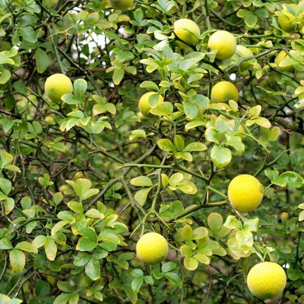 Dreiblättrige Orange - Poncirus trifoliata