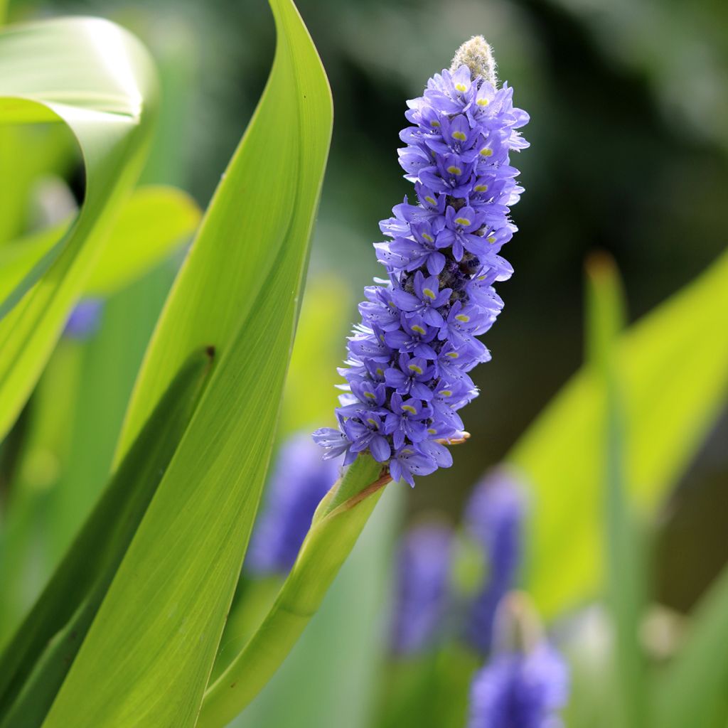 Pontederia lanceolata - Herzblättriges Hechtkraut