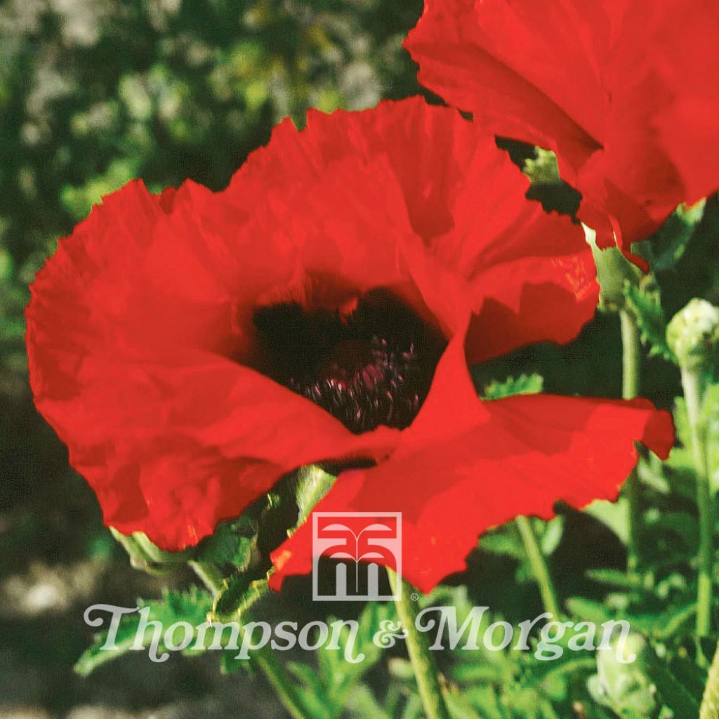 Orientalischer Mohn Brilliant (Samen) - Papaver orientale