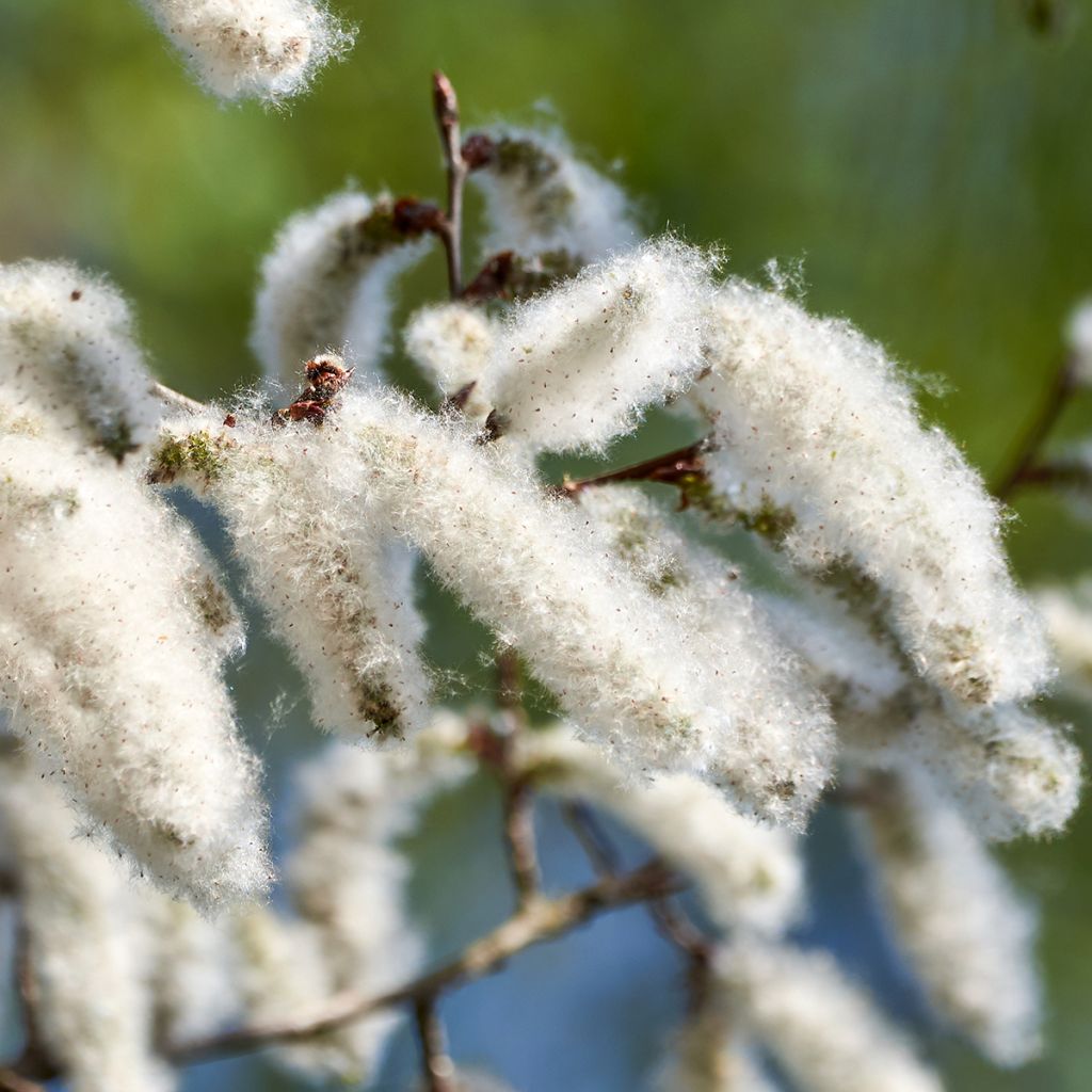 Silber-Pappel - Populus alba