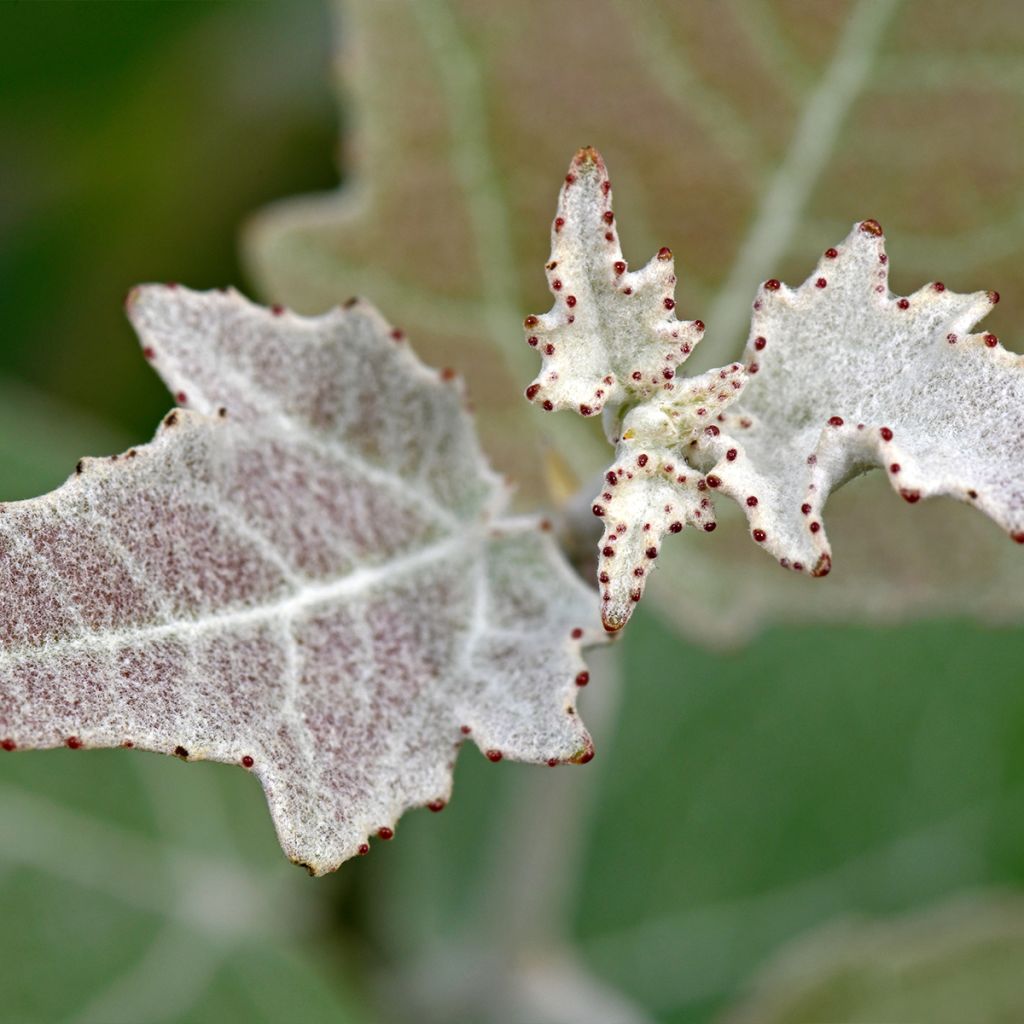 Silber-Pappel - Populus alba