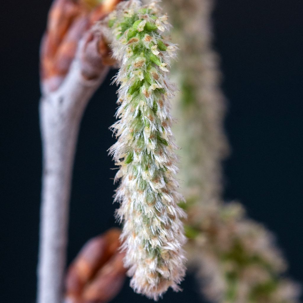 Silber-Pappel - Populus alba