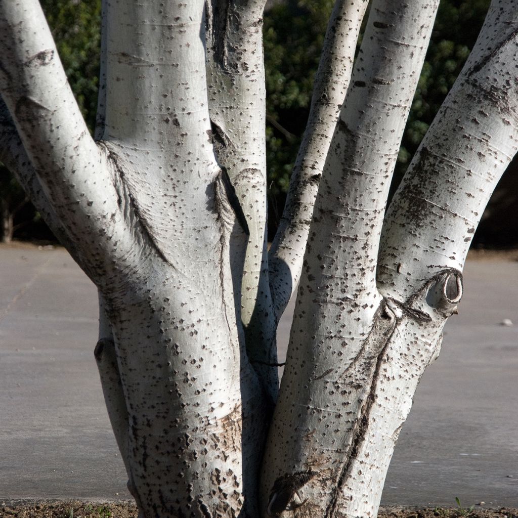 Silber-Pappel - Populus alba