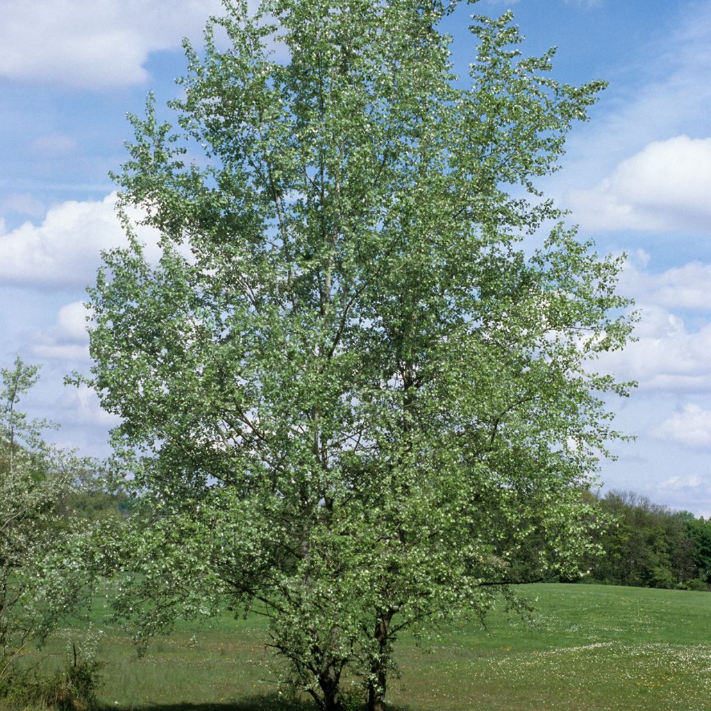 Silber-Pappel - Populus alba