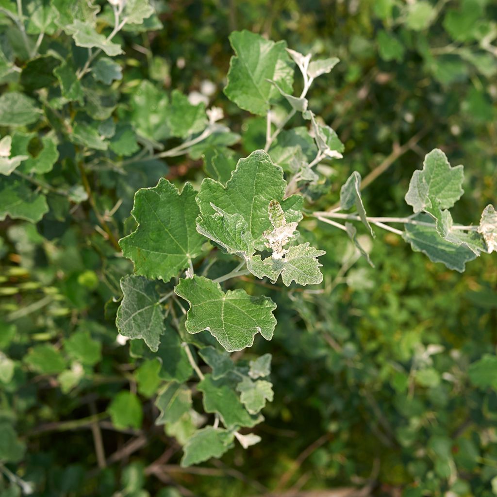 Silber-Pappel - Populus alba