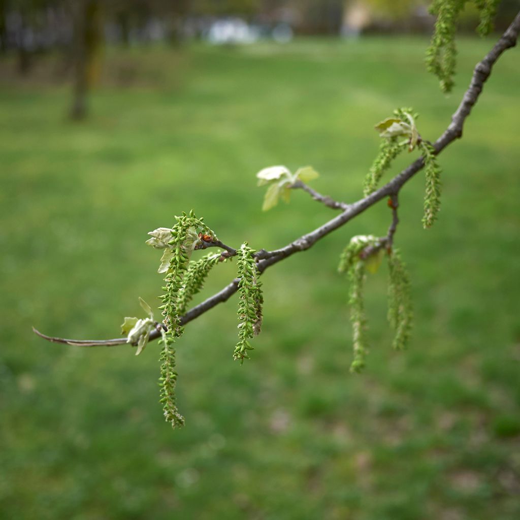 Silber-Pappel - Populus alba