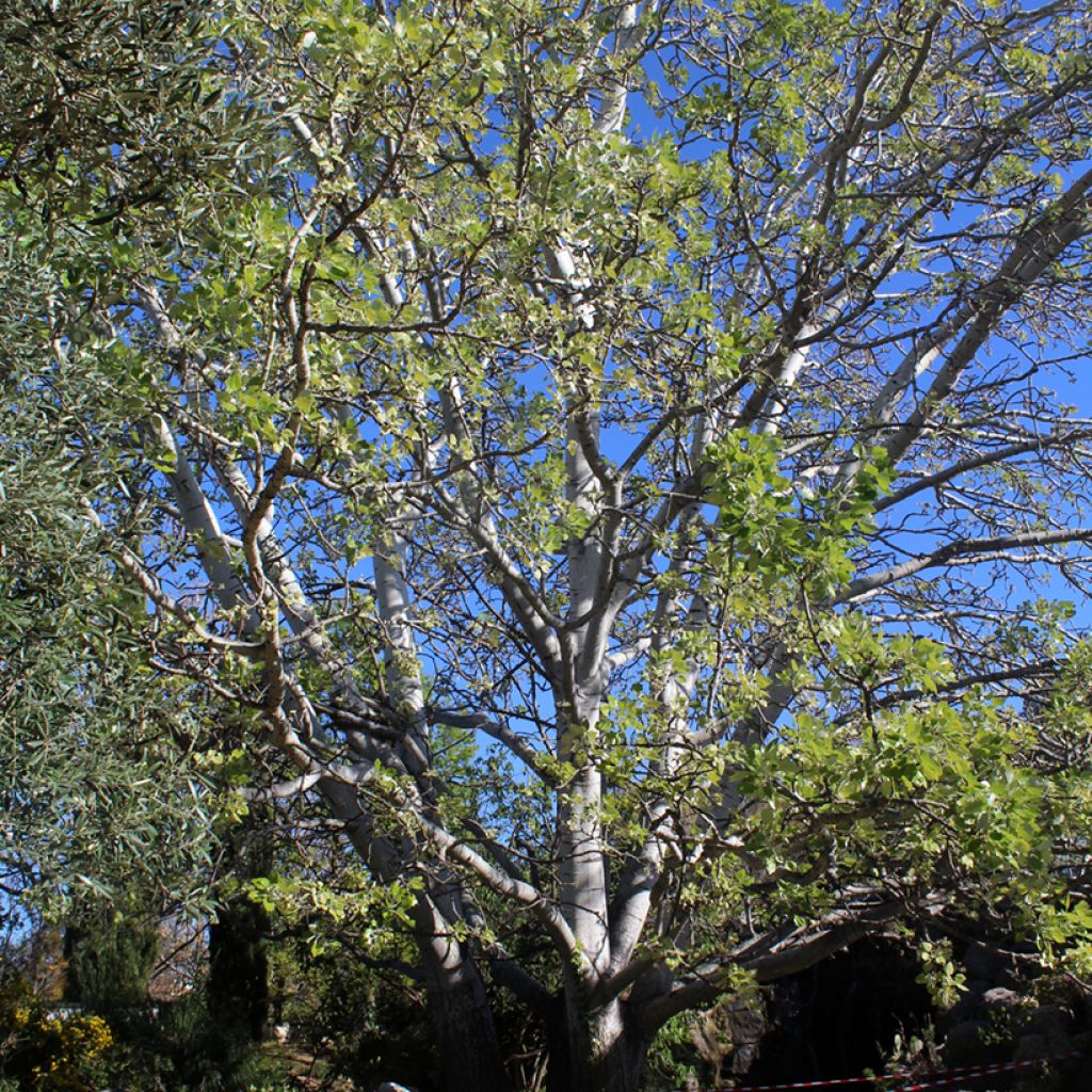 Silber-Pappel - Populus alba