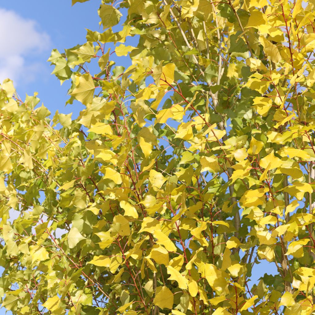 Schwarz-Pappel Lombardy Gold - Populus nigra