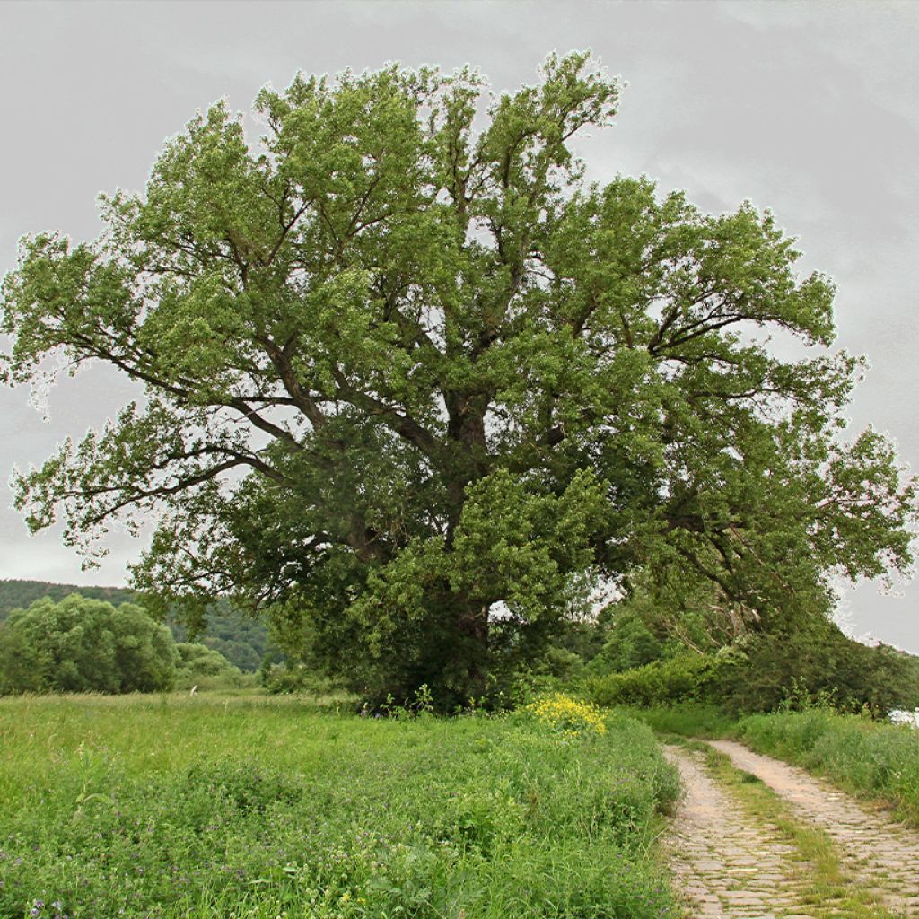 Schwarz-Pappel - Populus nigra