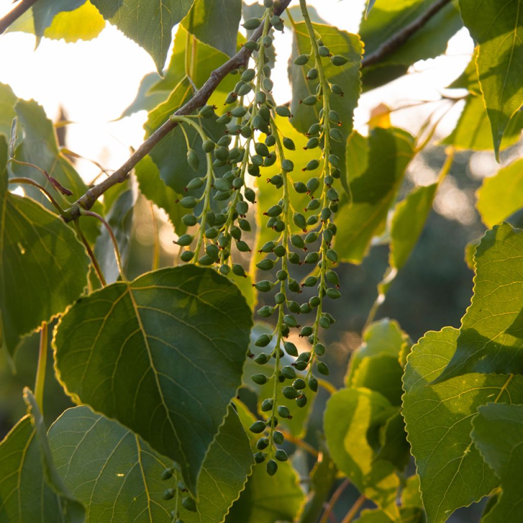 Populus nigra - Peuplier noir