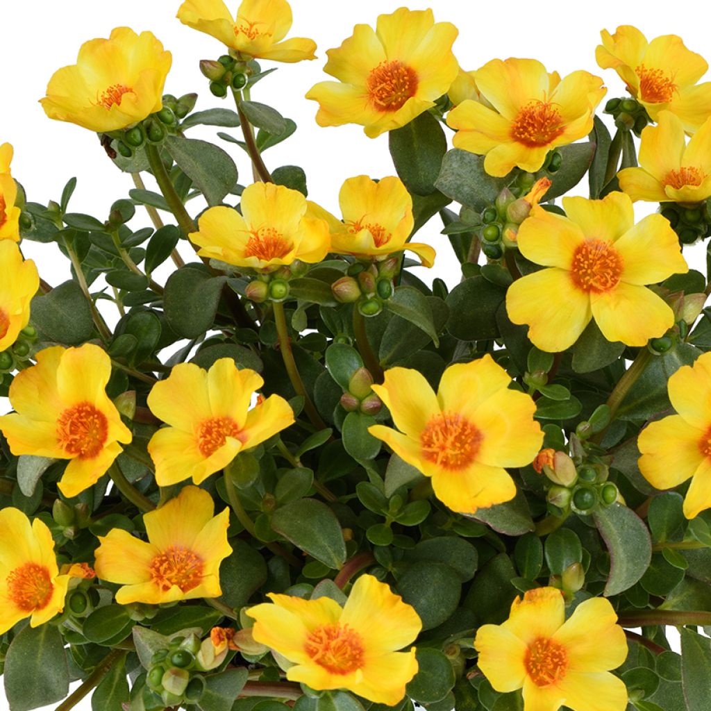 Portulak Pazzaz Nano Yellow Twist - Portulaca