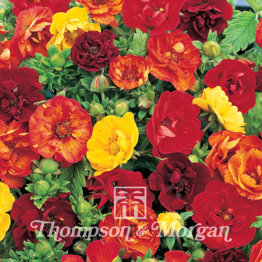 Blutrotes Fingerkraut Fireball Mixed (Samen) - Potentilla atrosanguinea