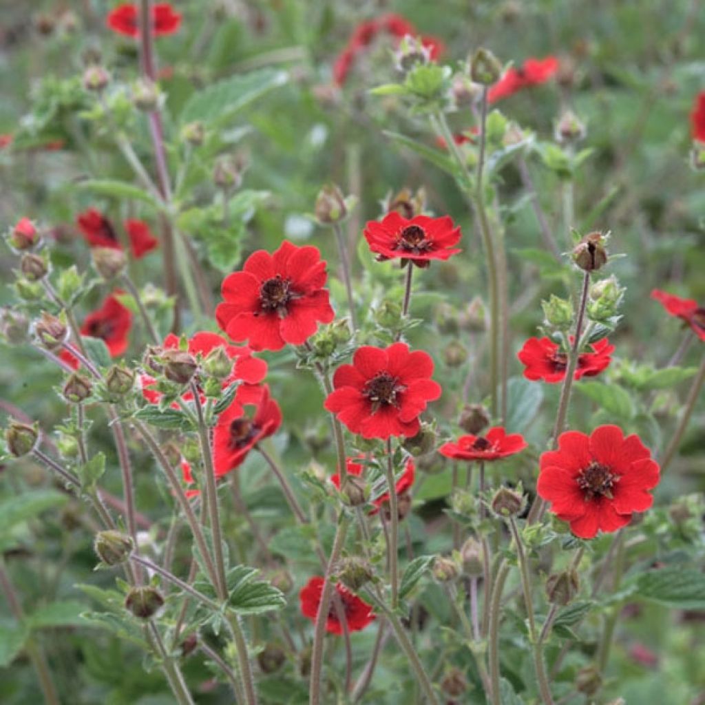 Potentilla Gibson s Scarlet - Blutrotes Fingerkraut