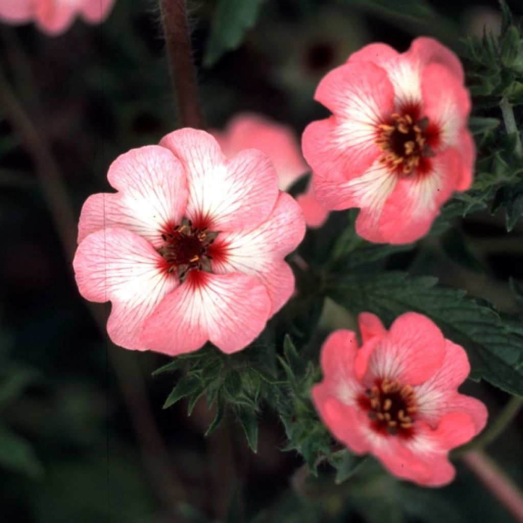 Potentilla hopwoodiana - Hopwoods Fingerkraut