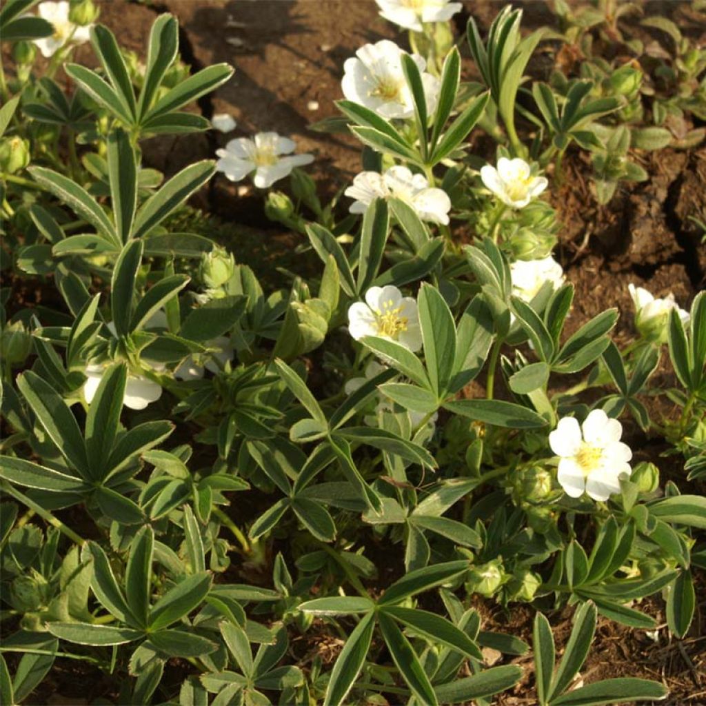 Weißes Fingerkraut - Potentilla alba